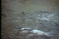 Thailand 2001-BcK03